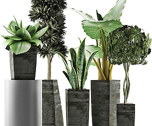 Plants Collection 38