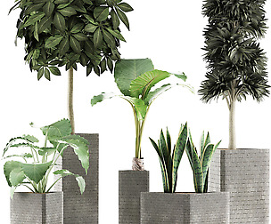 Plants Collection 39