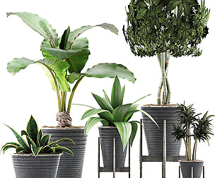 Plants Collection 40