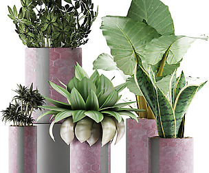 Plants Collection 41