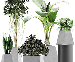Plants Collection 42