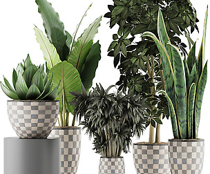 Plants Collection 43