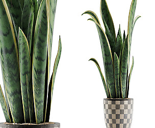 Plants Collection 44
