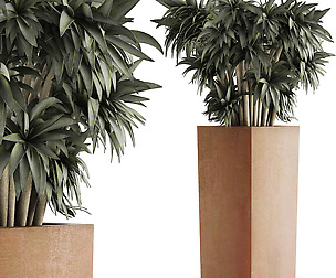 Plants Collection 45