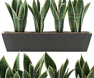 Plants Collection 47