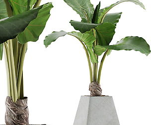 Plants Collection 48