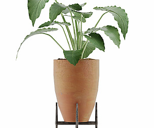 Plants Collection 50