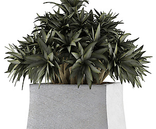 Plants Collection 51
