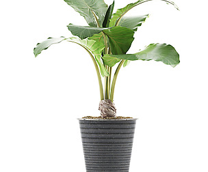 Plants Collection 52