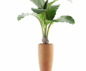 Plants Collection 53