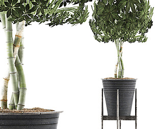 Plants Collection 54