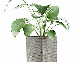 Plants Collection 55