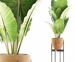 Plants Collection 56