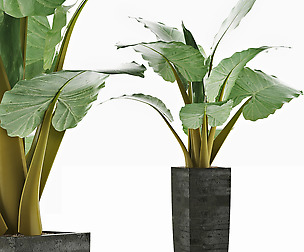 Plants Collection 57
