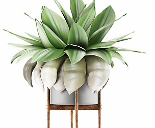 Plants Collection 58