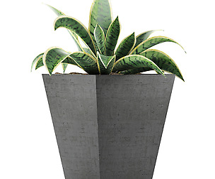 Plants Collection 60