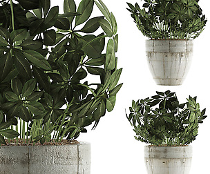 Plants Collection 61
