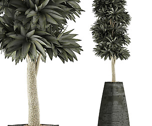 Plants Collection 62