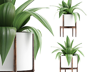 Plants Collection 63