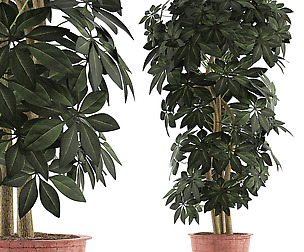 Plants Collection 64