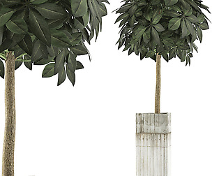 Plants Collection 65