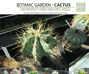 B01 Botanic Garden Cactus