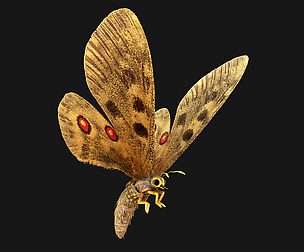 Butterfly - 01