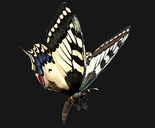 Butterfly - 02