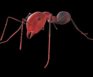 3D lowpoly Model of an Ant Ready to use