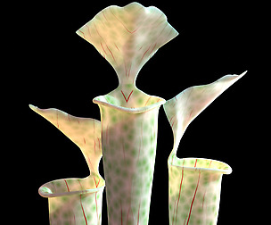 Pitcher plant