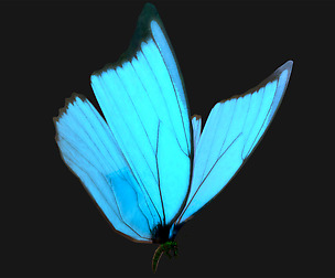 Butterfly - 03