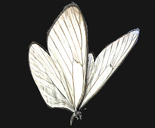 Butterfly - 04