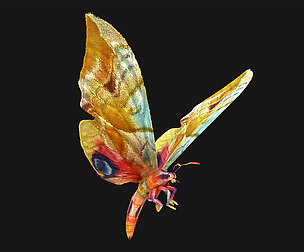 Butterfly - 05