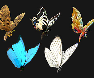 Butterflies Collection