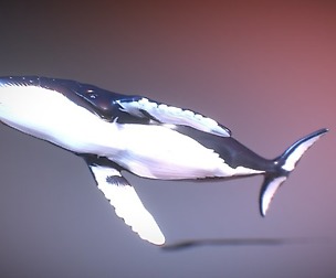 Humpback Whale