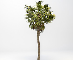 Washingtonia Robusta Palm