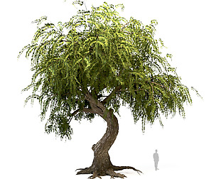 Weeping beech tree