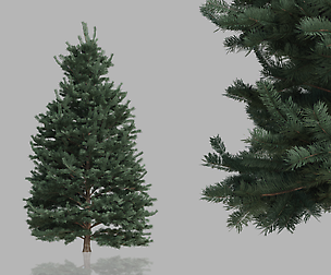 15 Conifer Trees