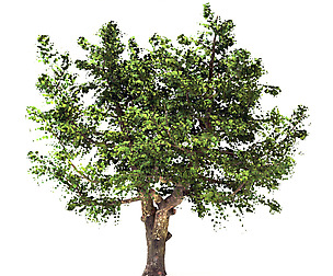 Apple Tree (Malus domestica)