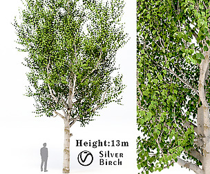 Silver Birch ( Betula Pendula ) Tree