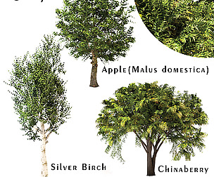 Set of Trees (Chinaberry, Silver Birch and Apple)