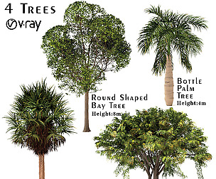 Set of Trees China Palm, Bay, Bottle Palm