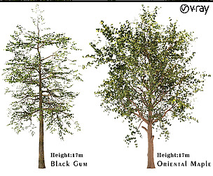 Set of Trees ( Platanus orientalis - Black Gum)