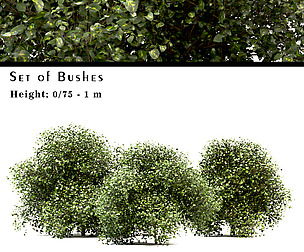 Set of Buxus (Box) Bushes - 3 Sizes