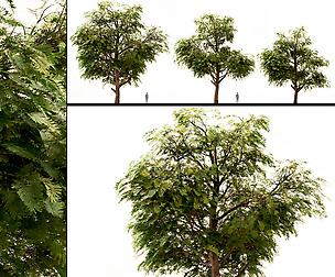 Acacia Nilotica - Gum Arabic Tree Set (3 Trees)