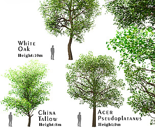 Set of Trees (China Tallow, Acer & Oak)
