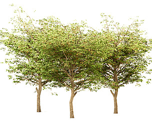 Set of Acer Negundo (boxelder maple) Trees