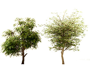 Set of Acacia Nilotica (Gum) & Acer Negundo Trees