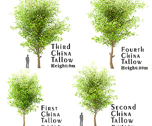 Set of China Tallow (Triadica Sebifera) Trees