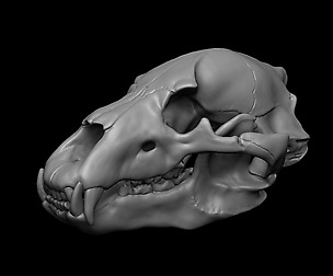 Bear Skull 3D print model